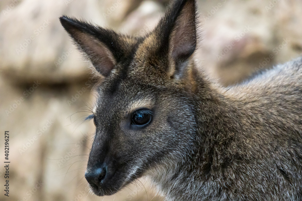 Single wallaby kangaroo close up in front of a rock face
