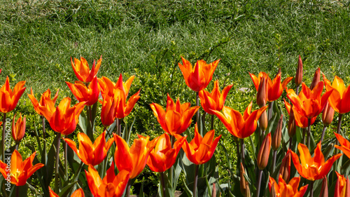 A fascinating view of red tulips (tulipa).  Tulips were growing originally in Tian Shan Mountains and they were cultivated in Constantinople and they became the symbols of Ottomans.