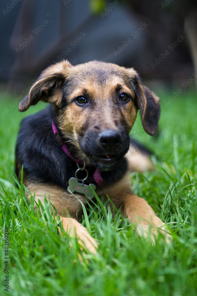 German shepherd puppy dog resting on the grass German shepherd puppy dog resting on the grass