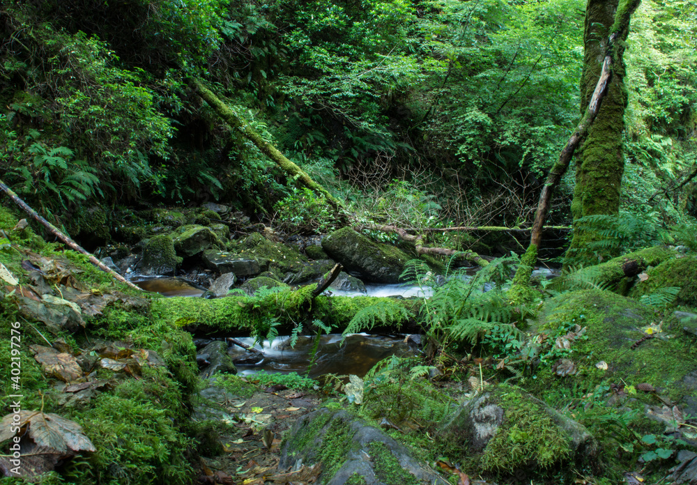 stream in the forest stream in the forest