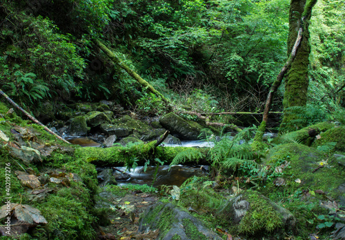 stream in the forest