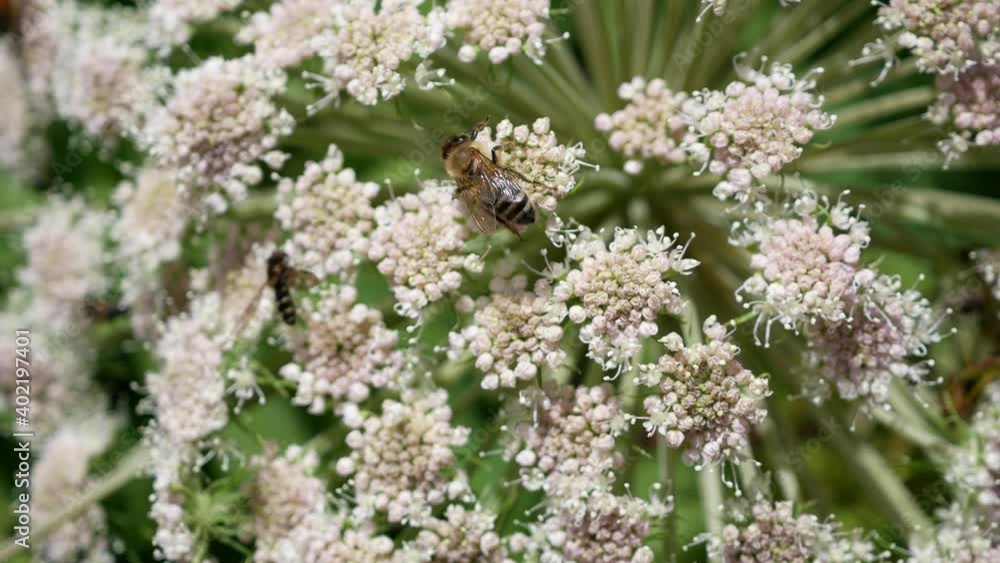 bees and other insects suck nectar from an alpine flower bees and other insects suck nectar from an alpine flower