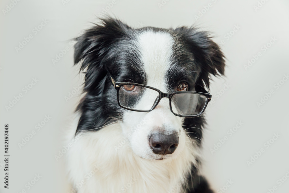 Funny pets life outlet