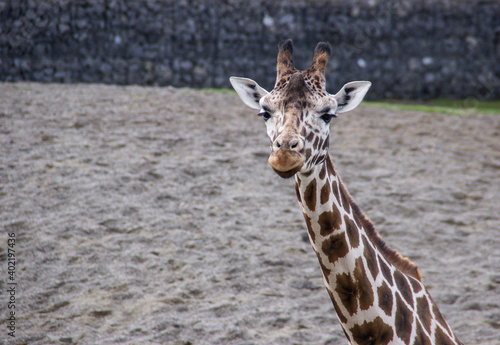 portrait of a giraffe