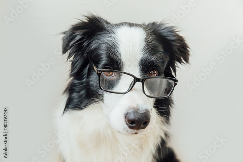 Funny studio portrait of smiling puppy dog border collie in eyeglasses isolated on white background. Little dog gazing in glasses. Back to school. Cool nerd style. Funny pets animals life concept.