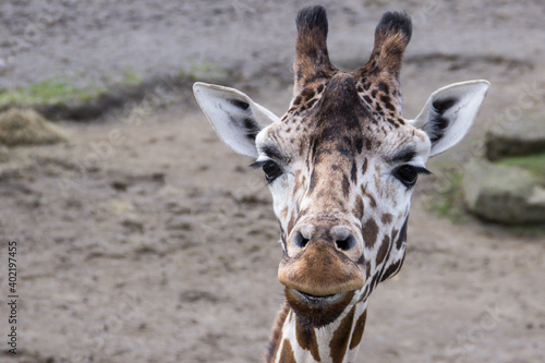 portrait of a giraffe