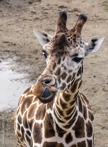 portrait of a giraffe