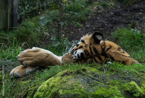 tiger resting in the grass