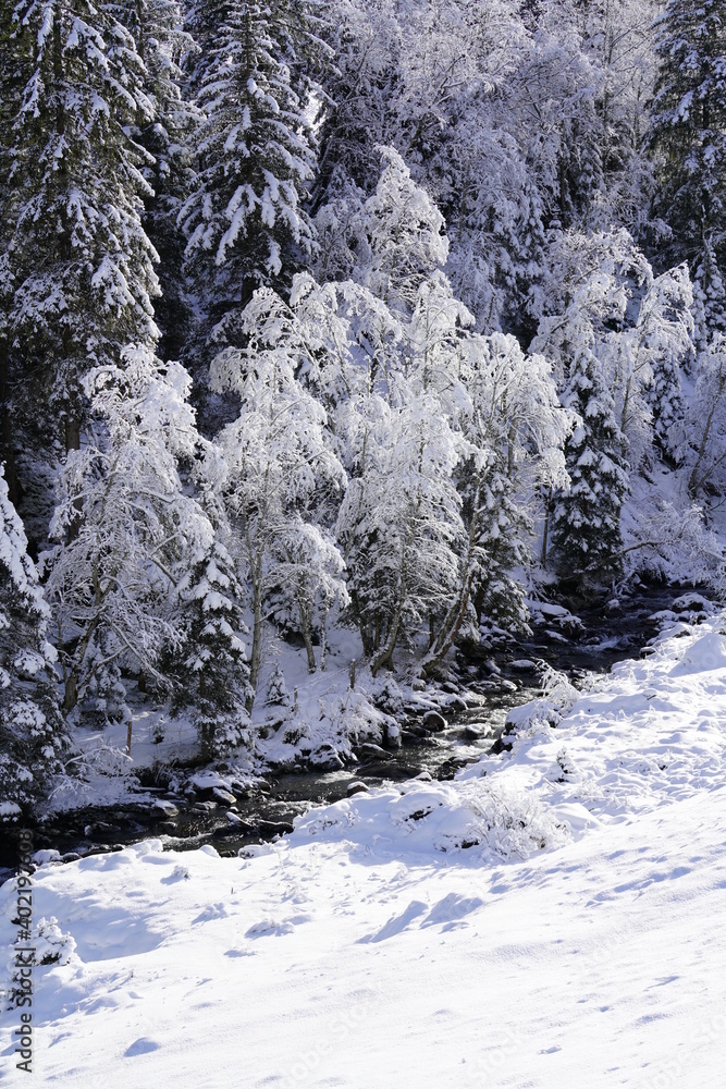 a beautiful cold, sunny winter day with snow and hoarfrost in the landscape and on the plants a beautiful cold, sunny winter day with snow and hoarfrost in the landscape and on the plants