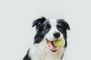 Funny portrait of cute puppy dog border collie holding toy ball in mouth isolated on white background. Purebred pet dog with tennis ball wants to playing with owner. Pet activity and animals concept.