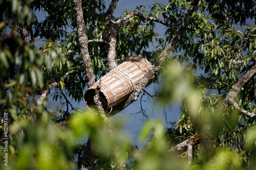 A round beehive stands high on a tree in southern Ethiopia and hives there
