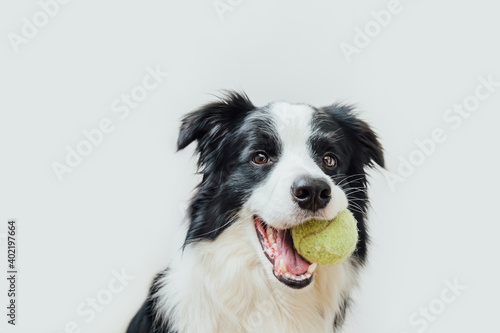 Funny portrait of cute puppy dog border collie holding toy ball in mouth isolated on white background. Purebred pet dog with tennis ball wants to playing with owner. Pet activity and animals concept. © Юлия Завалишина
