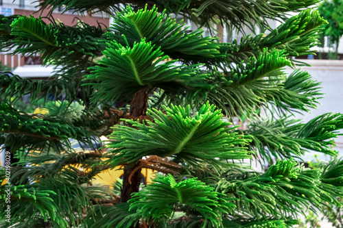 Decorative leaves of tropical exotic coniferous Araucaria heterophylla tree, close-up. Natural plant texture. Norfolk Island pine growing in a park in Alanya (Turkey)