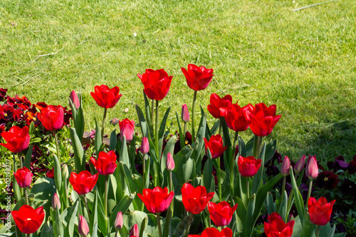 A park view that has colorful tulips and trees. Tulips were growing originally in Tian Shan Mountains and they were cultivated in Constantinople and they became the symbols of Ottomans. © photograzon