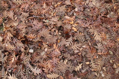brown leaves background