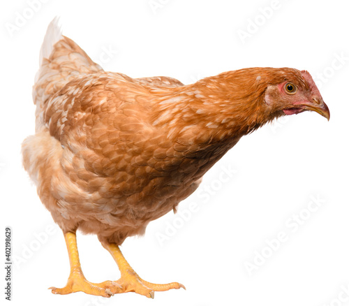 one brown chicken isolated on white background, studio shoot