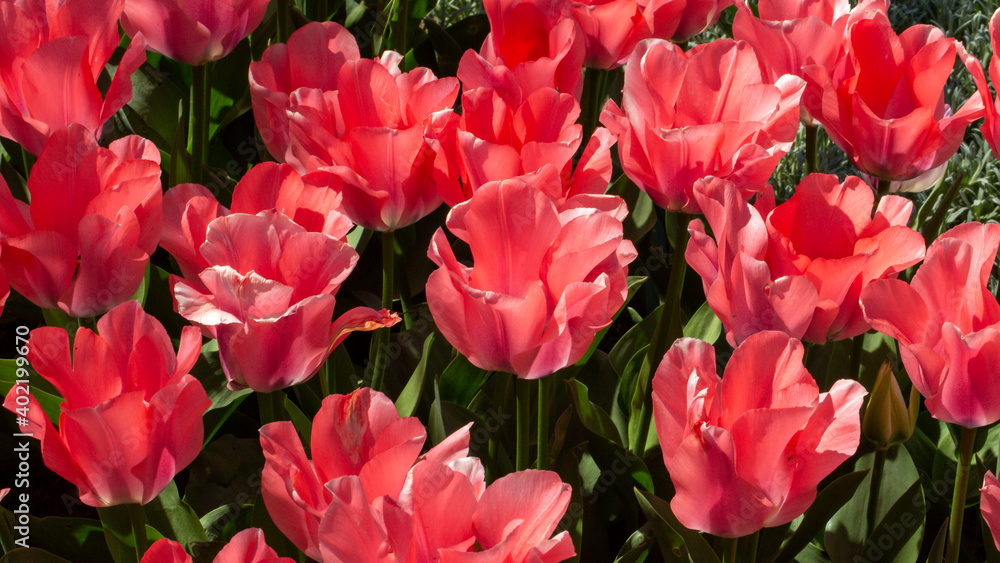 A fascinating view of pink tulips (tulipa).  Tulips were growing originally in Tian Shan Mountains and they were cultivated in Constantinople and they became the symbols of Ottomans.