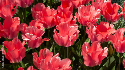 A fascinating view of pink tulips (tulipa).  Tulips were growing originally in Tian Shan Mountains and they were cultivated in Constantinople and they became the symbols of Ottomans.