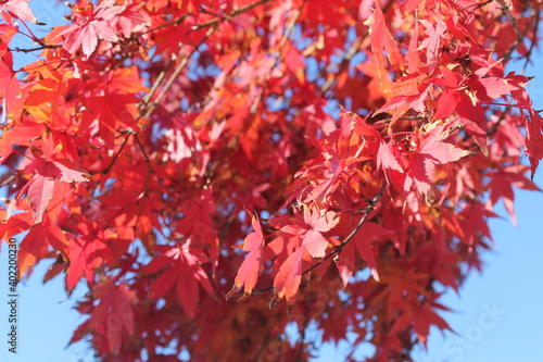 red autumn leaves