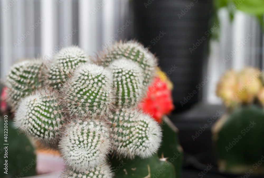Mammillaria hahniana with close up style Mammillaria hahniana with close up style