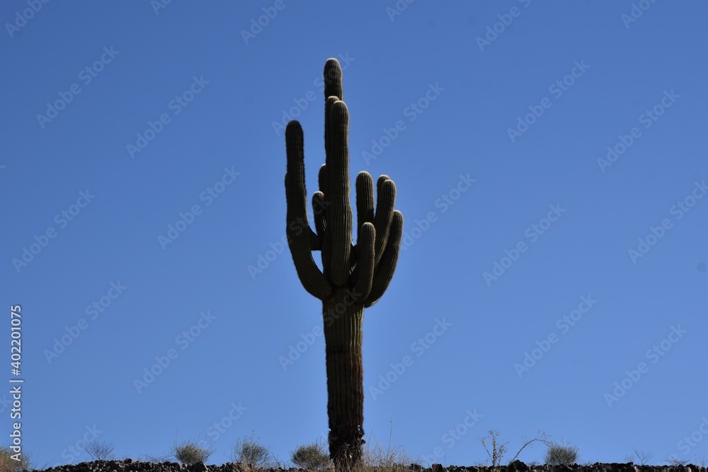 saguaro cactus in the Arizona desert
