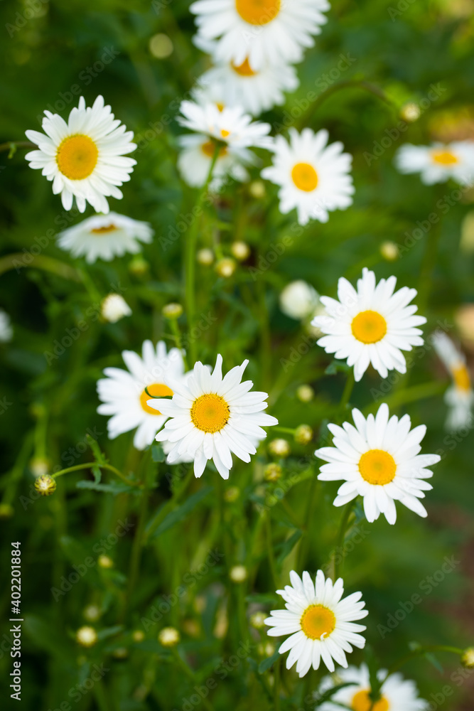 Chamomile Flowers In Garden In Summer Top View.