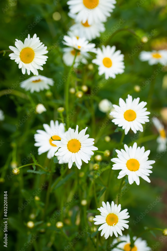 Chamomile Flowers In Garden In Summer Top View. Chamomile Flowers In Garden In Summer Top View.