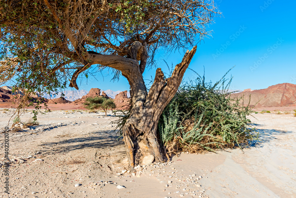Fototapeta premium Old acacia tree among stone desert in Timna park, located 25 km north of Eilat, Israel