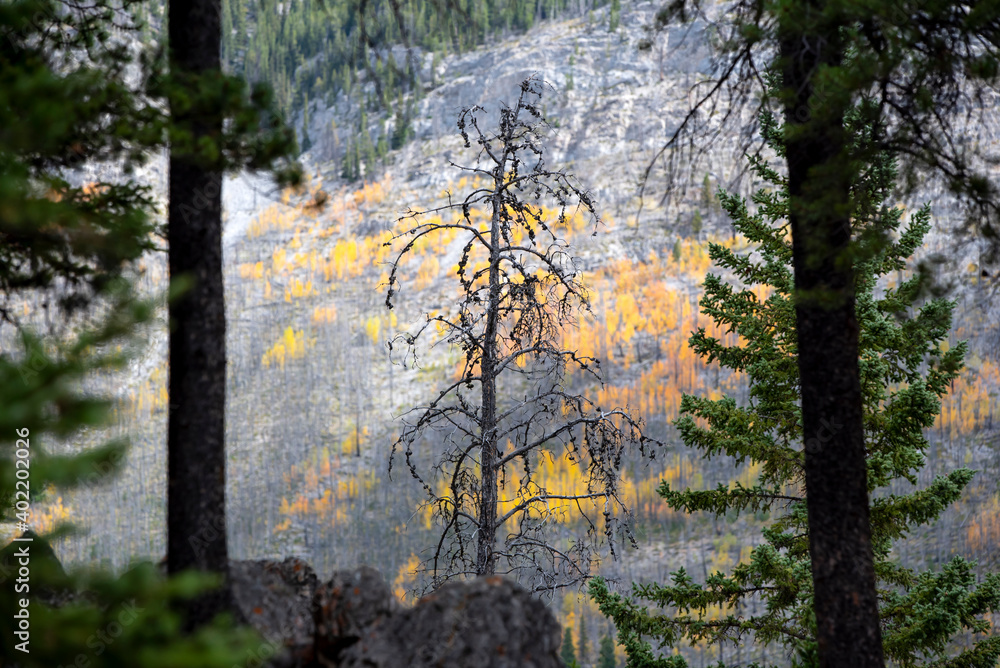 Fototapeta premium Tree with no leaves during autumn in Canadian Rocky Mountains