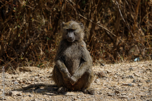 a monkey sat on the bottom of a sandy road and stared at me
