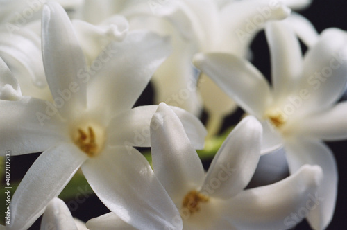 white flower macro © Chris