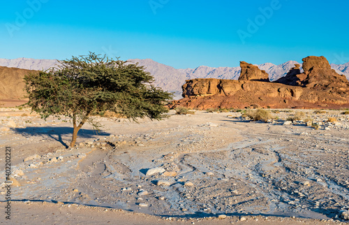 Acacia tree among stone desert of the Middle East