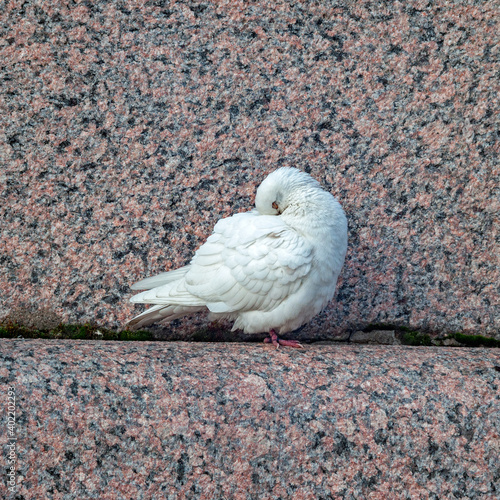 mage of a sleeping, white dove on a granite parapet of the embankment on a cool, autumn day
