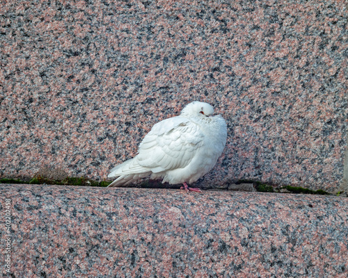 mage of a sleeping, white dove on a granite parapet of the embankment on a cool, autumn day