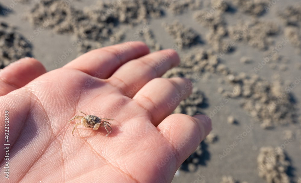 Obraz premium Tiny sand crab in hand.
