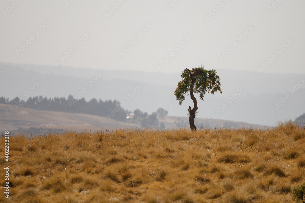 Romantically lonely trees stand on the side of a hillside and watch the sunset Romantically lonely trees stand on the side of a hillside and watch the sunset