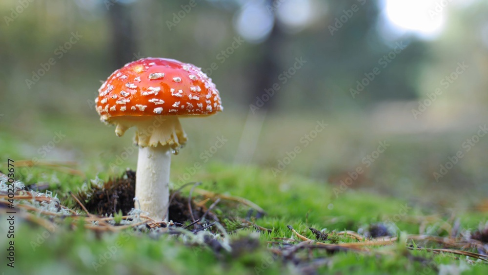 Red Fly Agaric Amanita Muscaria Poisonous Mushroom in Autumn Forest Close-Up Red Fly Agaric Amanita Muscaria Poisonous Mushroom in Autumn Forest Close-Up