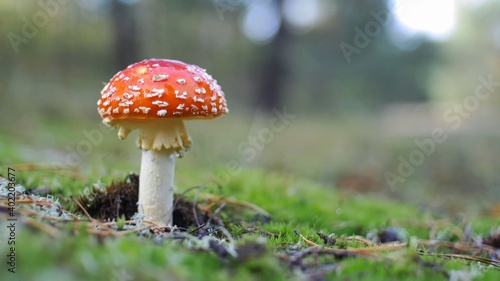 Red Fly Agaric Amanita Muscaria Poisonous Mushroom in Autumn Forest Close-Up