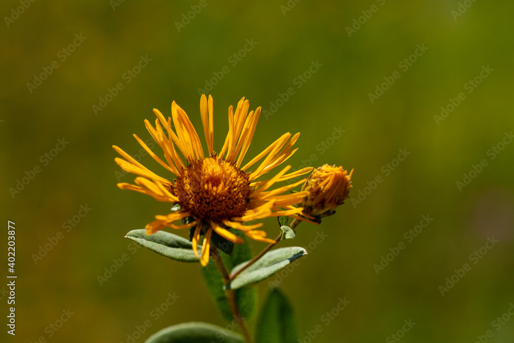 A close-up photo of AlantS (in Latin Elecampane). It is native to Eurasia from Spain to Xinjiang Province. This photo is from Turkey where is so wealthy about the species of plants. A close-up photo of AlantS (in Latin Elecampane). It is native to Eurasia from Spain to Xinjiang Province. This photo is from Turkey where is so wealthy about the species of plants.
