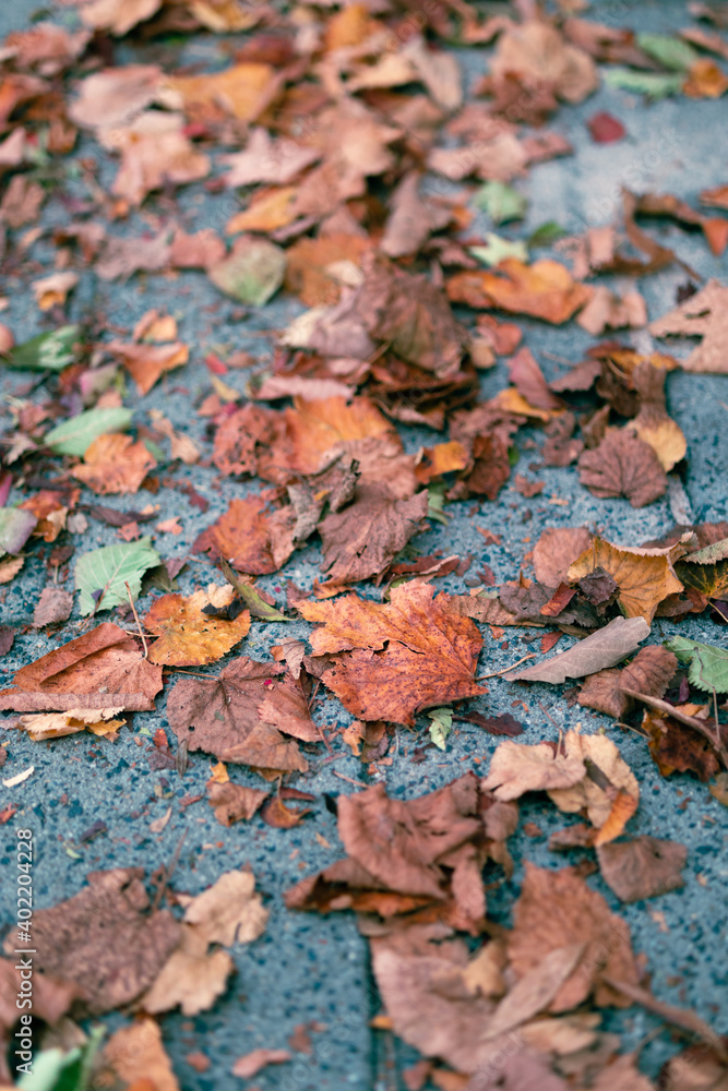 Withered brown leaves on the sidewalk in closeup.