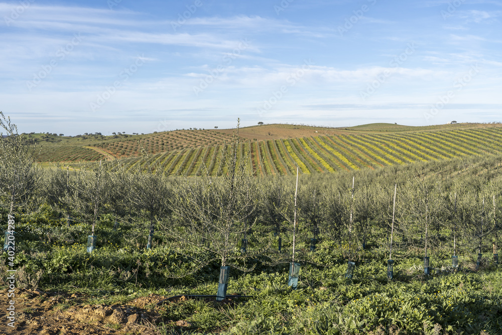 Extensive young olive trees in the plains of Extremadura, Spain.