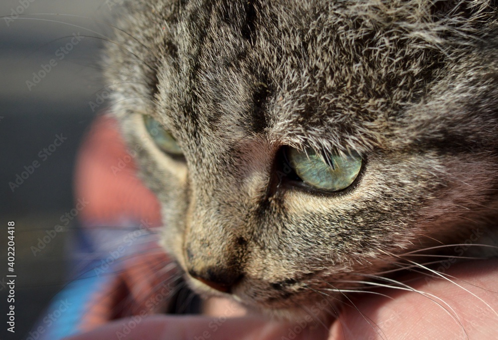 a gray cat with blue-green eyes eats