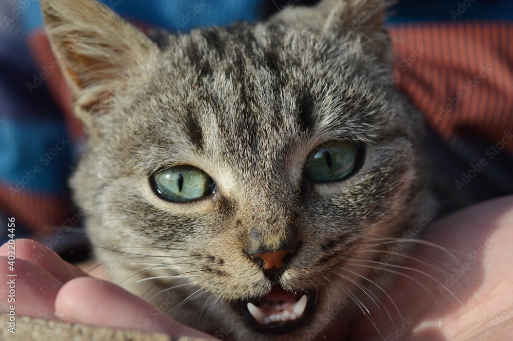 a gray cat with blue-green eyes eats a gray cat with blue-green eyes eats