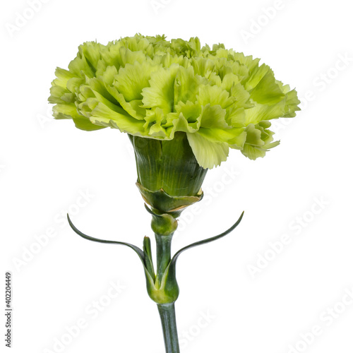 Detailed side view of a green Carnation flower head (Dianthus) in full bloom, isolated on a white background