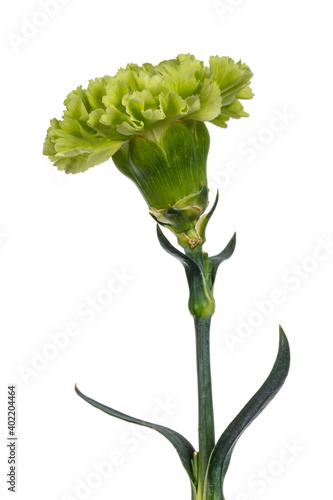 Detailed side view of a green Carnation flower (Dianthus) in full bloom, isolated on a white background