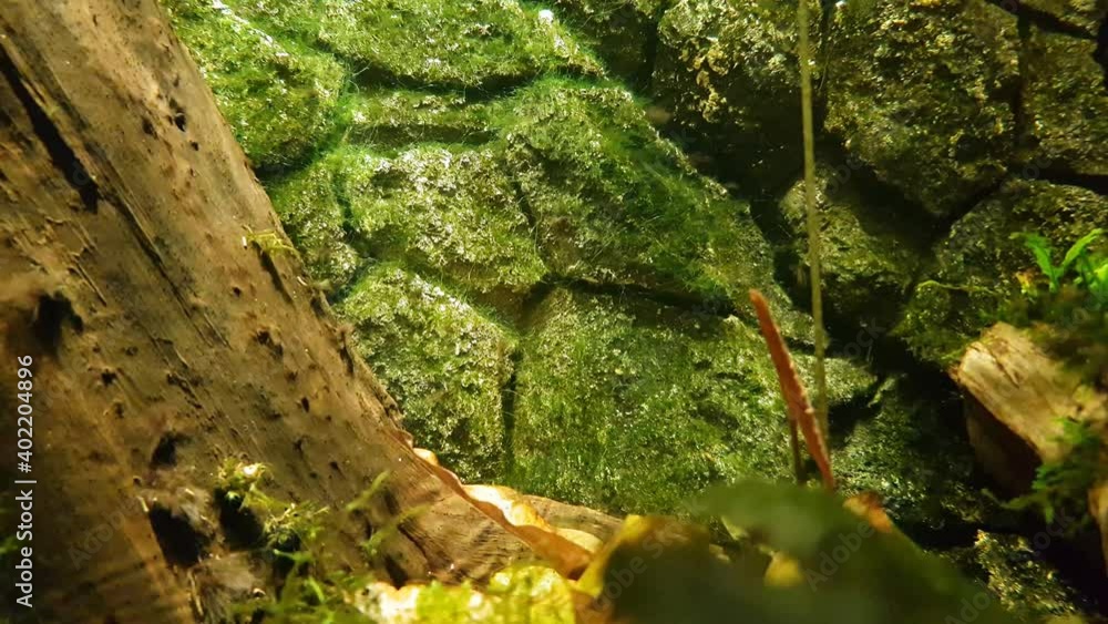 Slow motion of underwater plants and ornamental algae in the home aquarium Slow motion of underwater plants and ornamental algae in the home aquarium