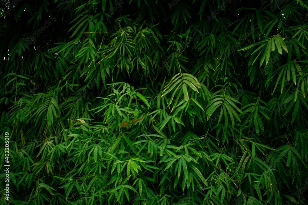 Green plants.Green trees.Nature.Landscape.Abstract.Texture.beautiful landscape.Image full of green trees and plants.Ecology.