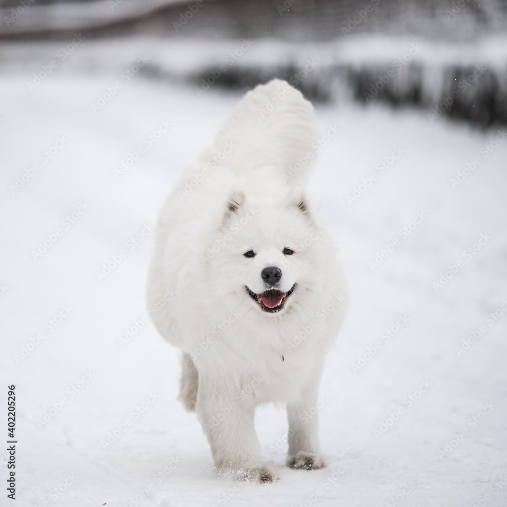 Samoyed white dog is running on snow outside