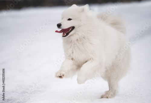 Samoyed white dog is running on snow outside © zanna_