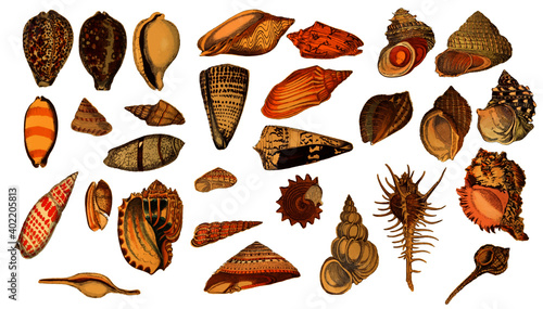 29 Vintage Seashell Shell Illustration Graphic Element Vector Set